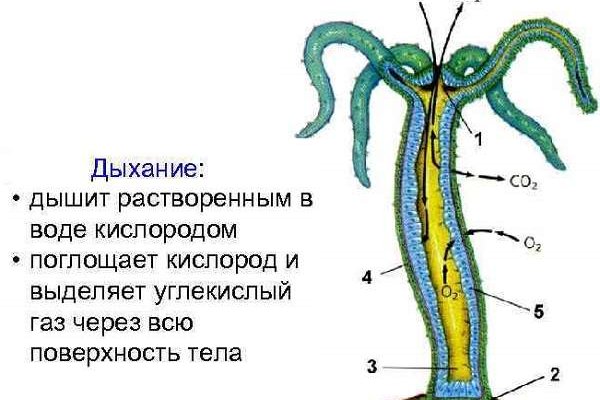 Кракен вход на сайт